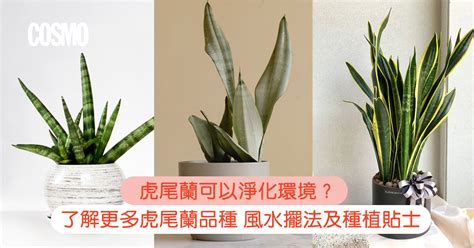 虎尾兰風水|虎尾蘭｜助淨化家居環境？一文了解品種/風水擺法及 